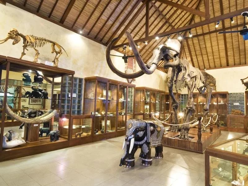Mason Elephant Park & Lodge 5