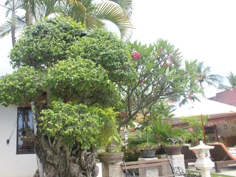Frangipani Beach Hotel 3