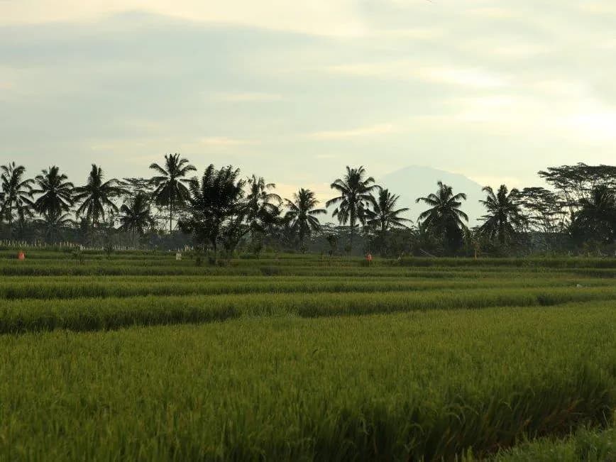 Alila Ubud 4