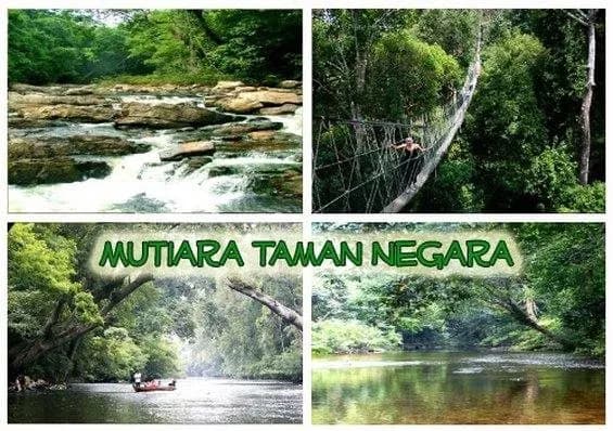 Mutiara Taman Negara 5