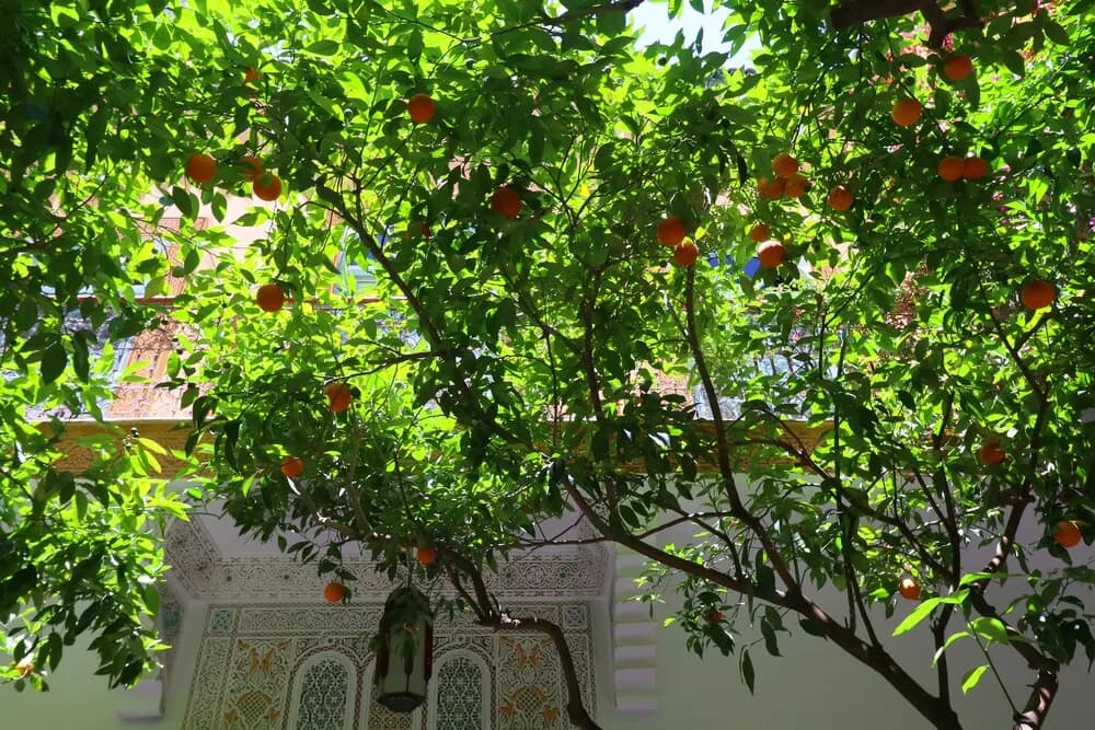 Riad El Borj