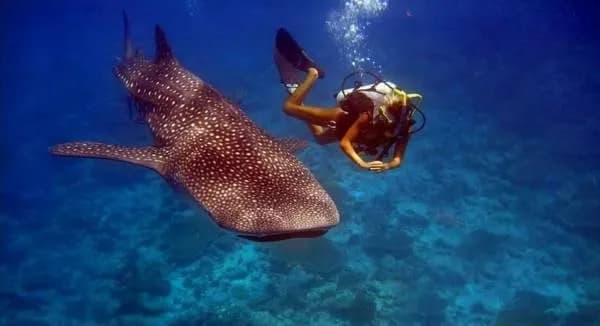 Batuta Maldives Surf View Guesthouse 3