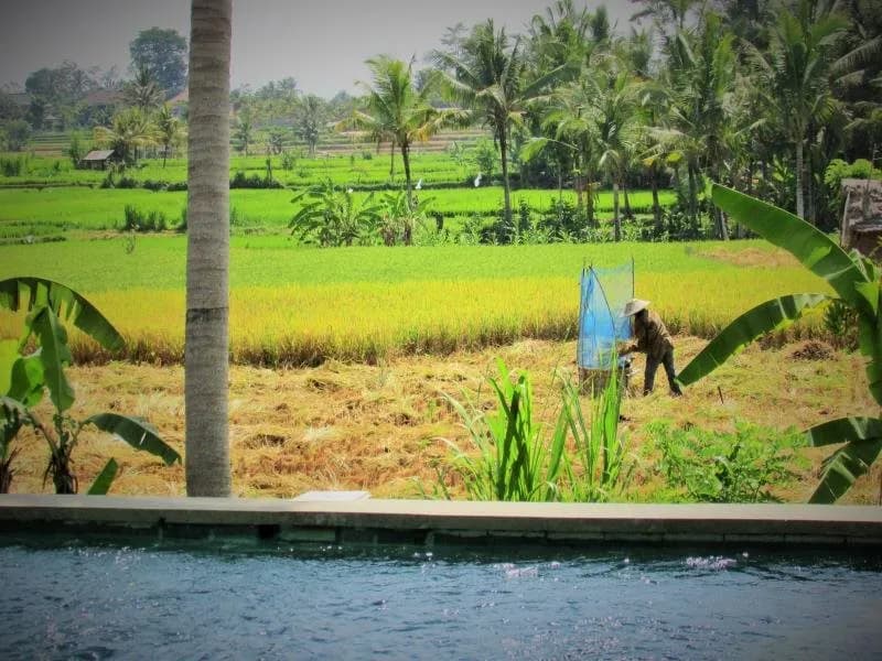 Temuku Villas Ubud 5