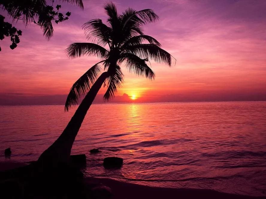 Tropic Tree Hotel Maldives 4