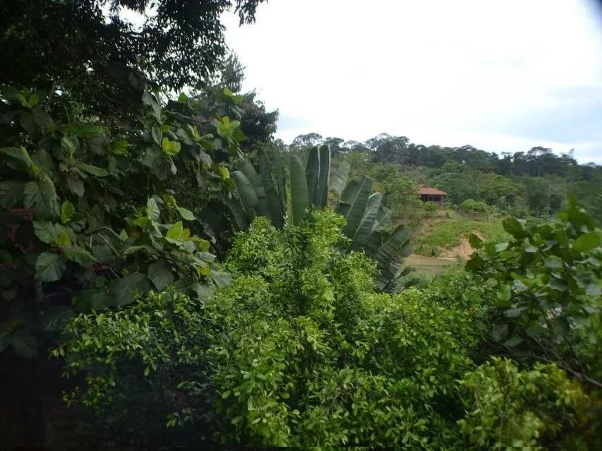 Sepilok Forest Edge Resort 4