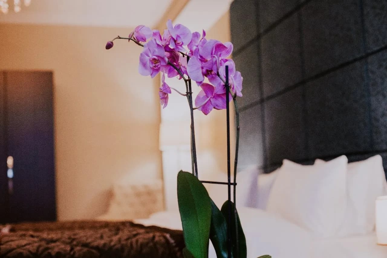 Viva Boutique Hotel 2