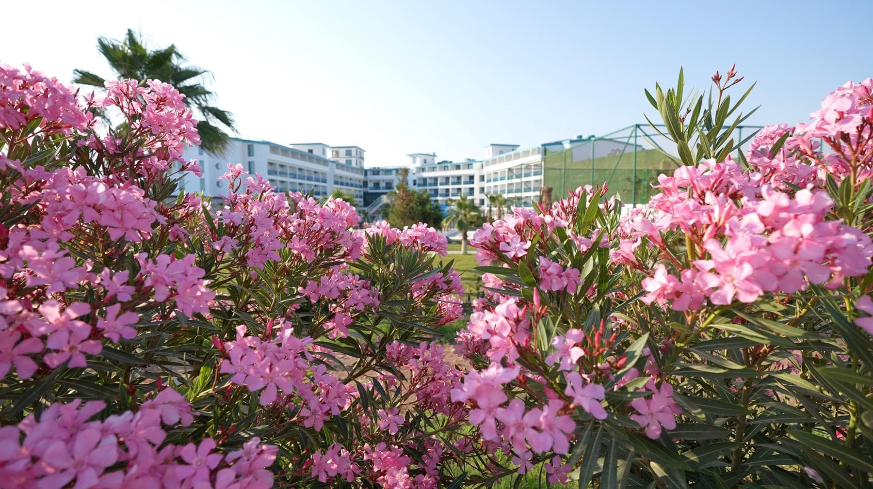 Rizom Beach Hotel 4
