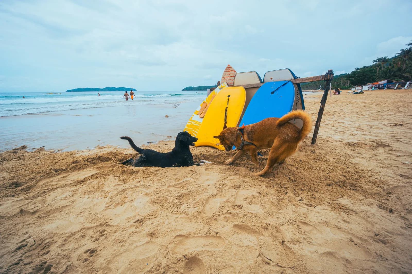 Evcil Hayvanlı Tatil Planlaması: Pet-Friendly Konaklama ve Seyahat Kuralları